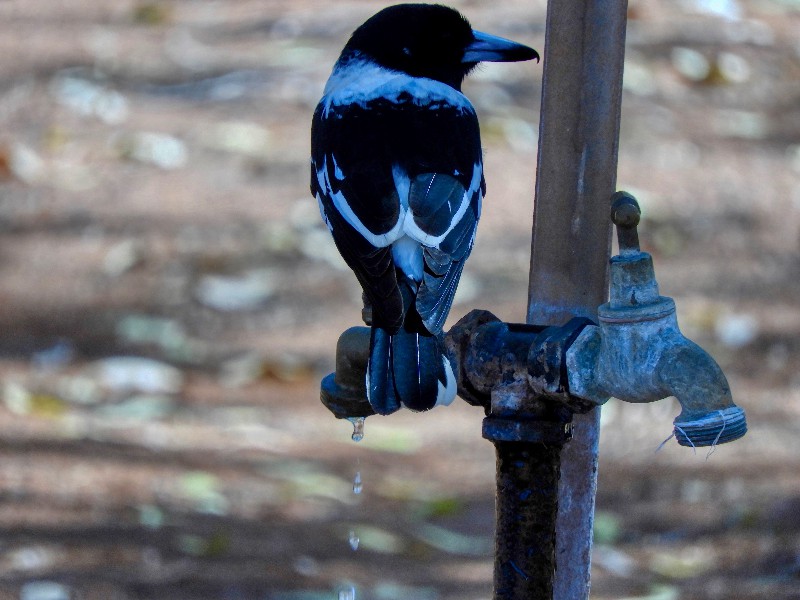 Pied Butcherbird at the tap