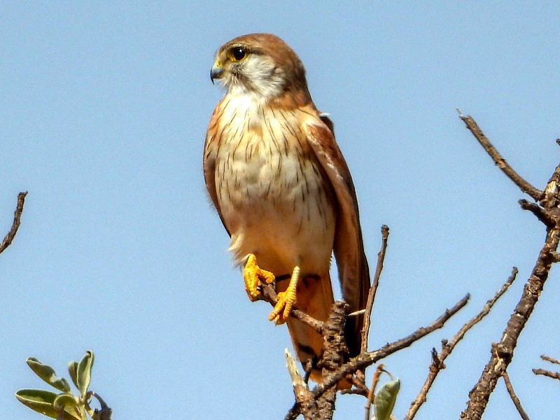 Brown Falcon