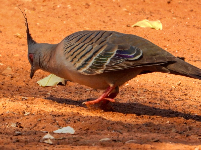 Crested Pigeon