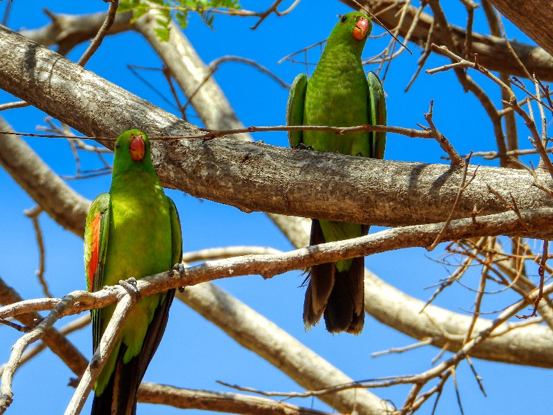 Red-winged Parrot