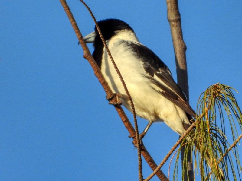 Pied Butcherbird