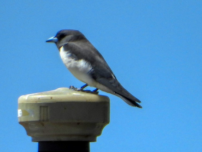 White-brested Woodswallow at Port Hedland