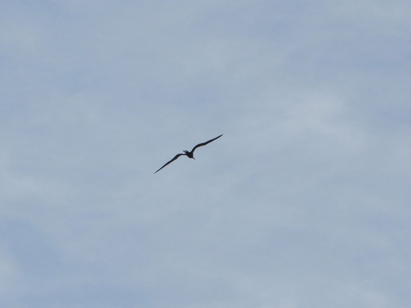 Frigatebird