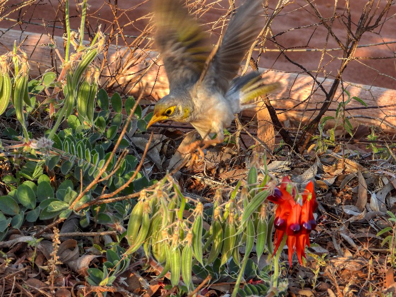 Yellow-throated Miner and Sturt Desert Pea