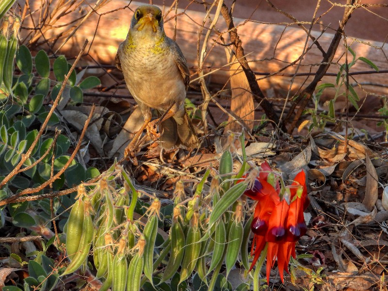 Yellow-throated Miner with Sturt Desert Pea