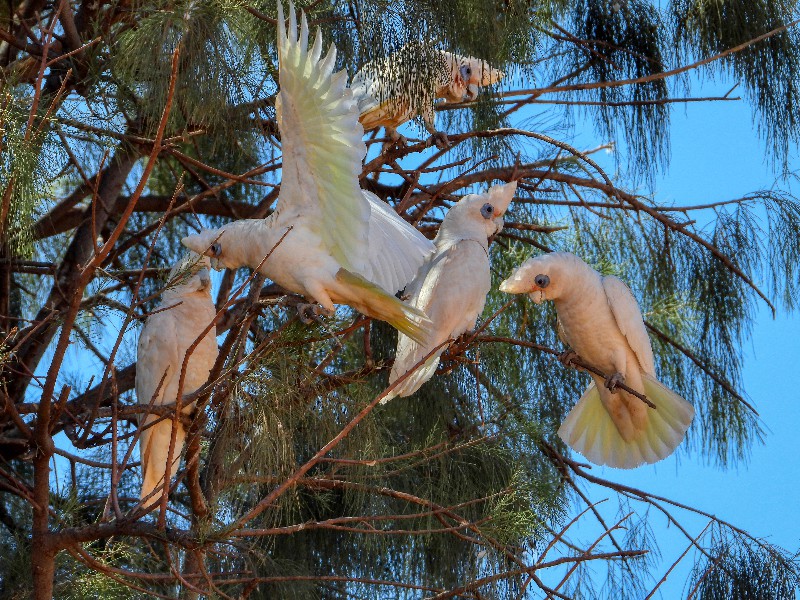 Little Corellas