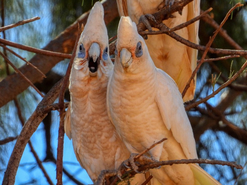 Little Corellas - you tell him, dear!