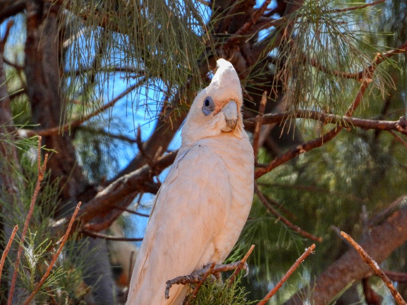 Little Corella - very pretty