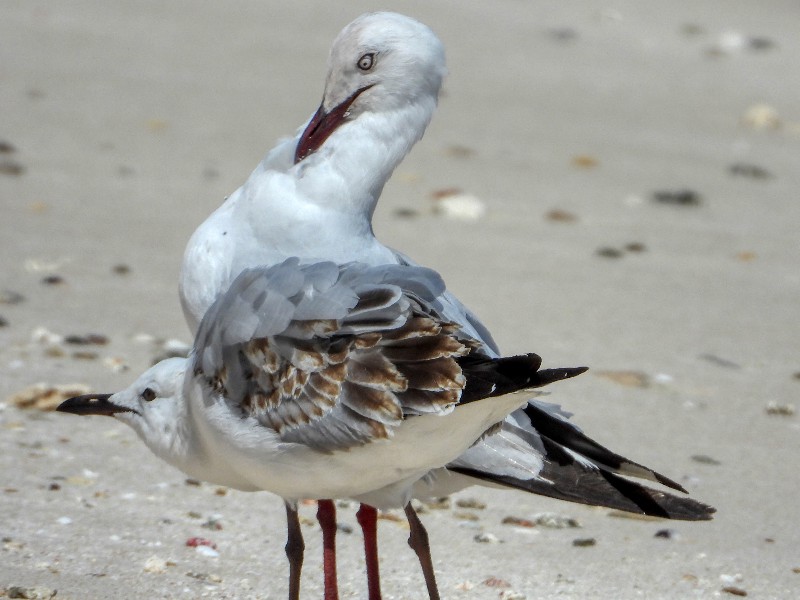 Silver Gulls - adult being harassed by young