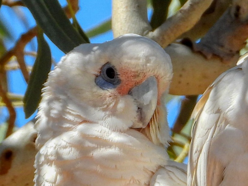 Little Corella