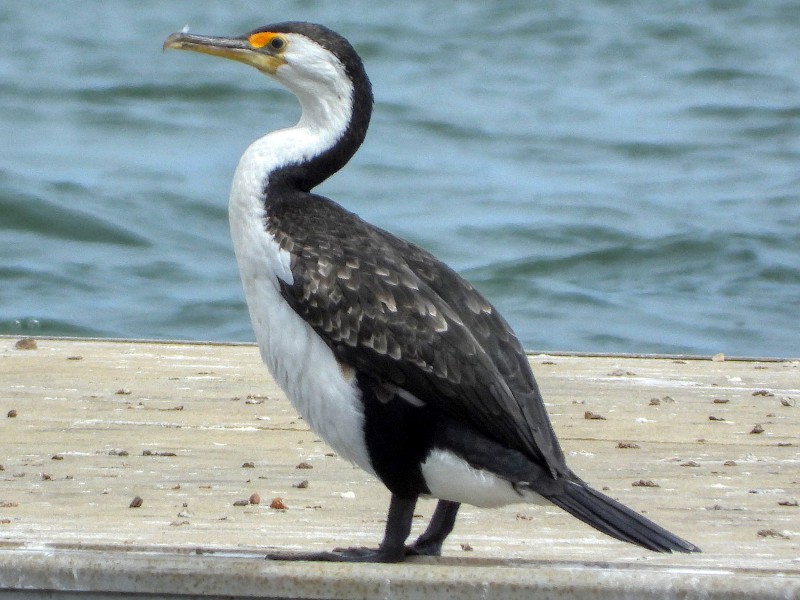 Pied Cormorant (in black trousers)