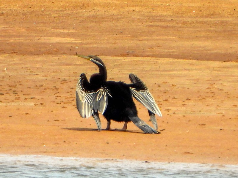 Darter - good fishing