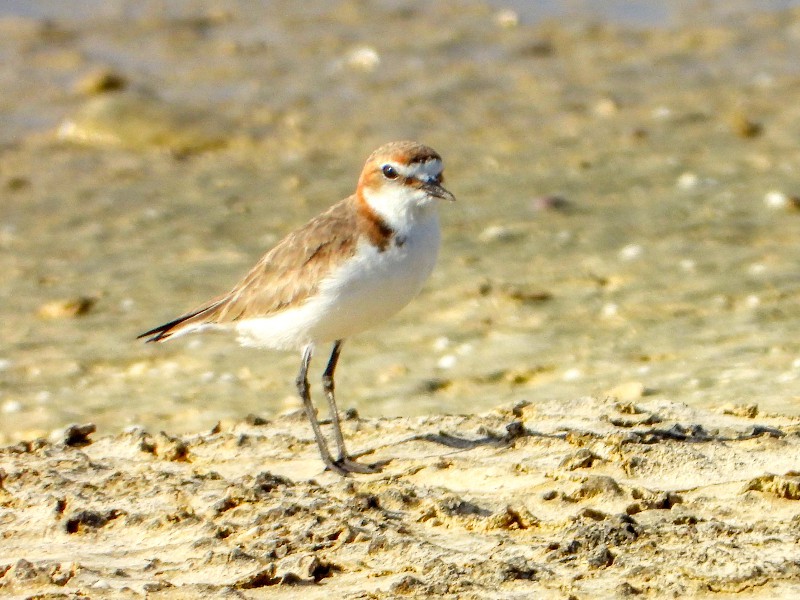 Red-capped Plover