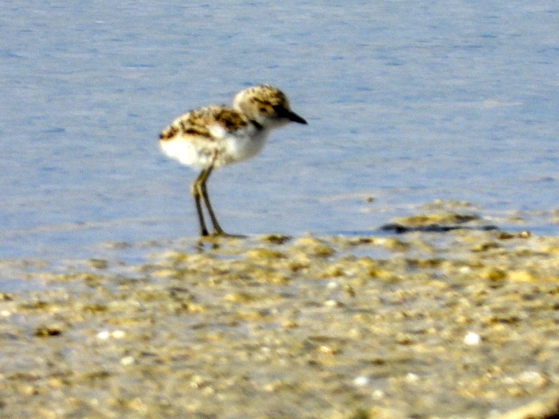 Ball of fluff - Red-capped Plover chick