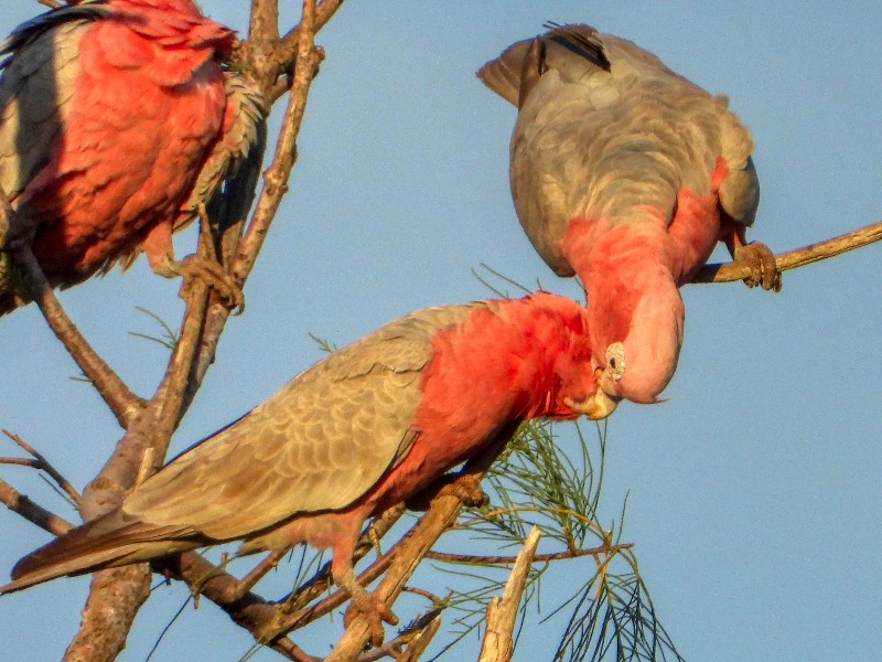 Preening Galahs