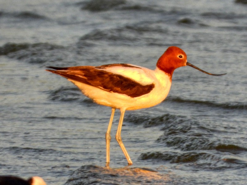 Red-necked Avocet