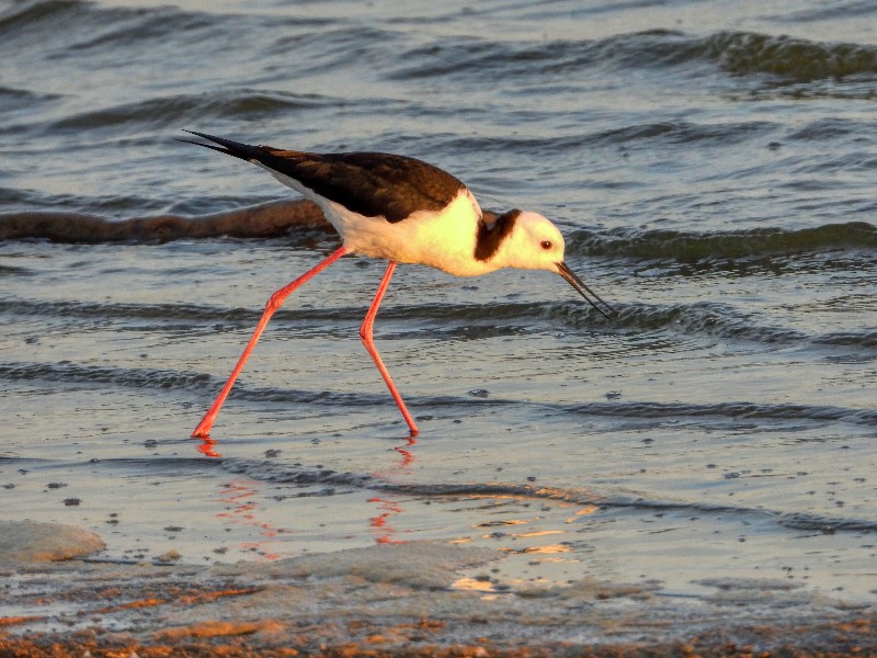 Black-winged Stilt