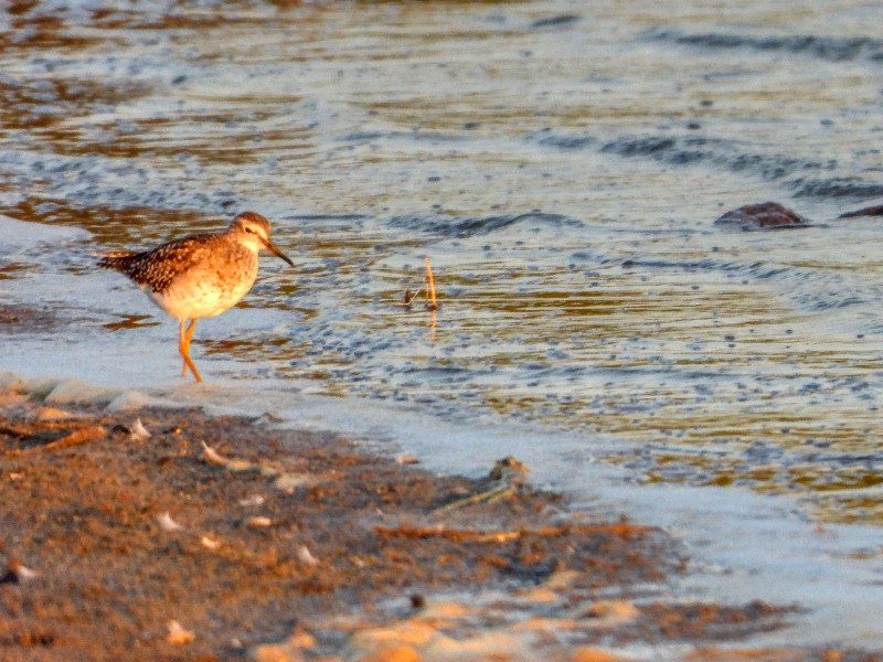 Wood Sandpiper