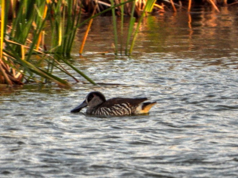 Pink-eayed Duck