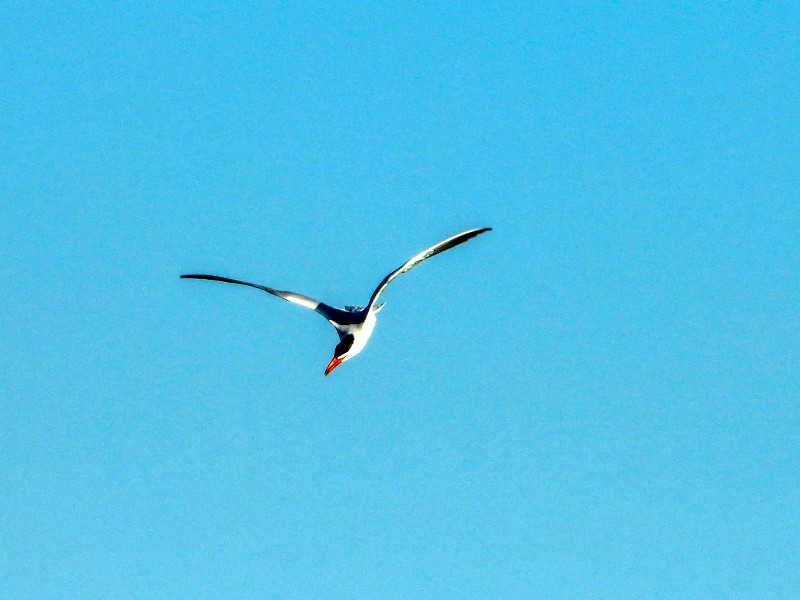 Caspian Tern - on the attack