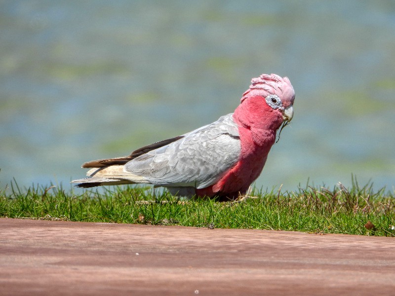 Galah - race roseicapilla