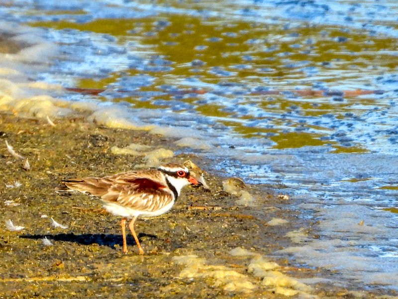 Black-fronted Dotteral