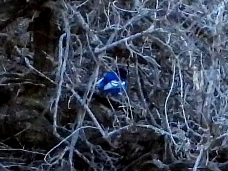 White-winged Fairy-wren