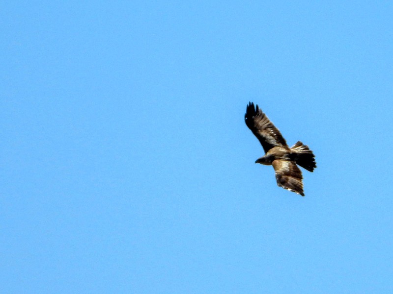 Wedge-tailed Eagle