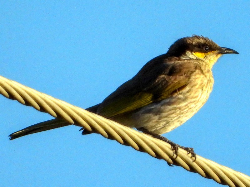 Singing Honeyeater - these were everywhere