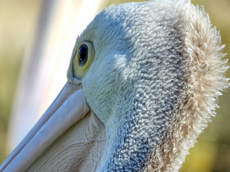 Pelican