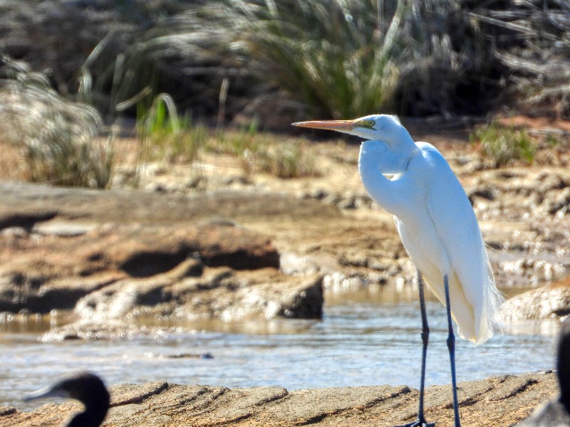 Intermediate Egret