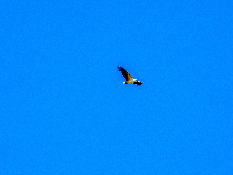 White-bellied Sea-Eagle