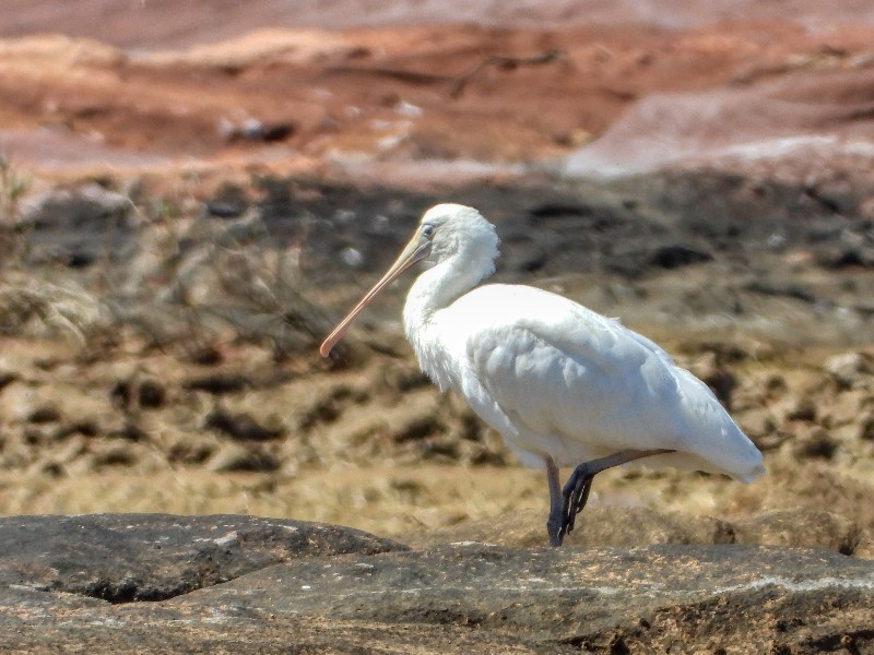 Yellow-billed Spoonbill