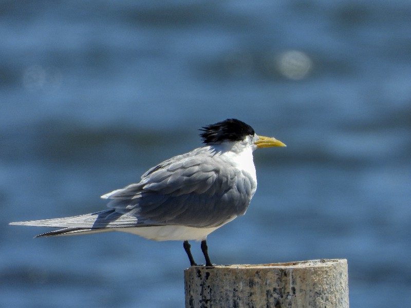 Crested Tern