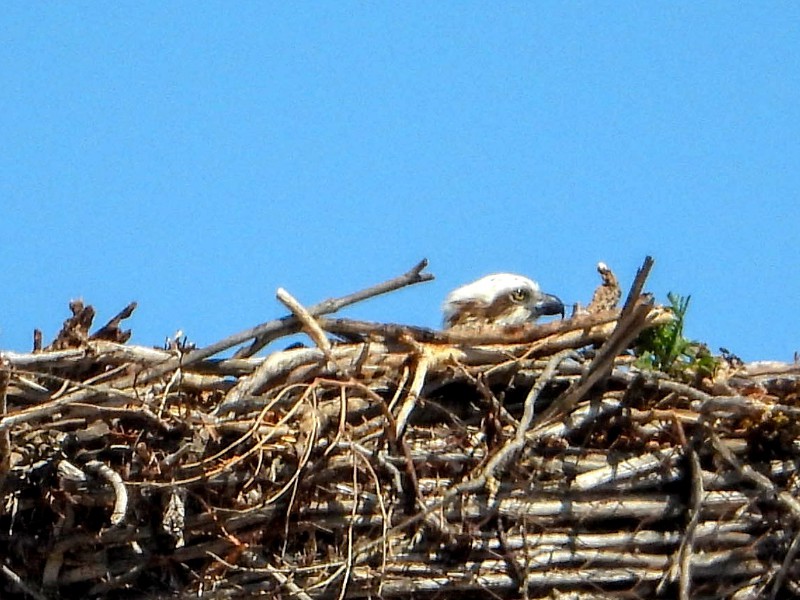 Osprey chick