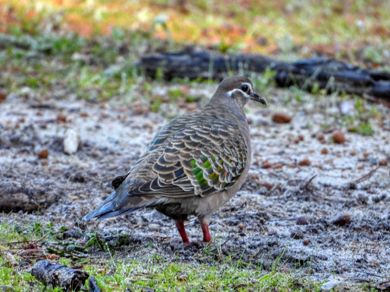 Common Bronzewing