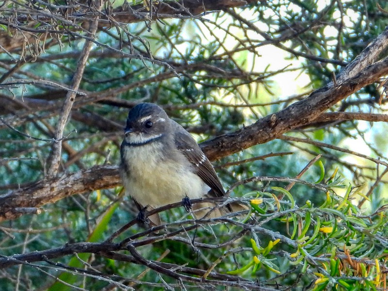 White-browed Scrubwren