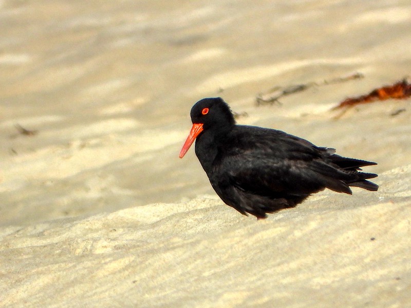 Sooty Oystercatcher - that is a very red eye