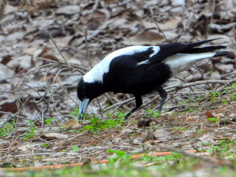 Australian Magpie