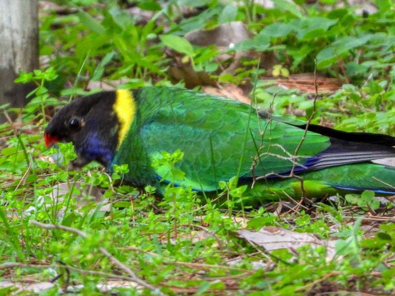 Australian Ringneck - '28'