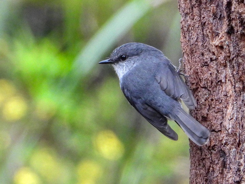 White-breasted Robin - would not let me photograph its front