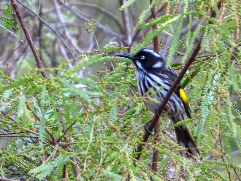 New Holland Honeyeater - attack bird of the SW