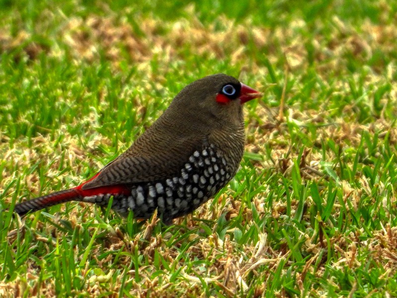 Red-eared Finch