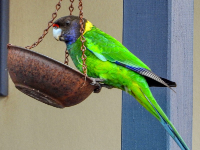 Australian Ringneck - feed me, pleeease