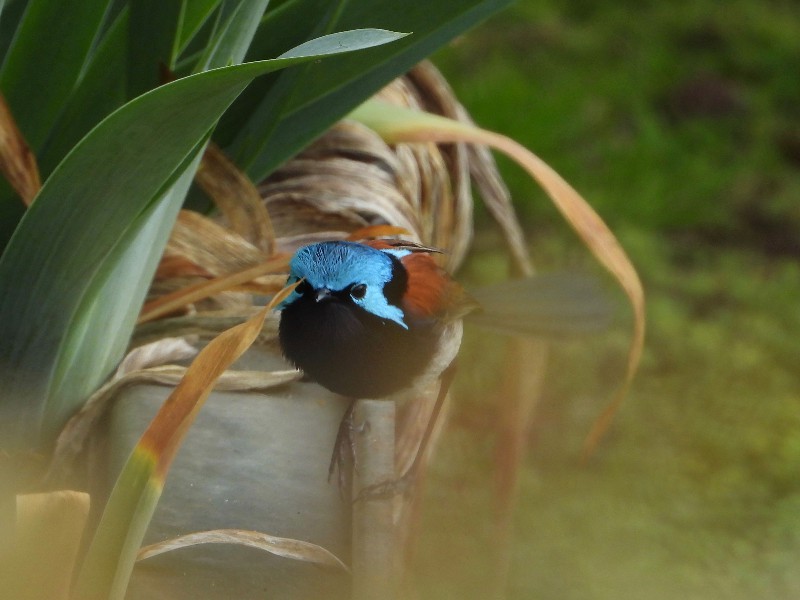 Red-winged Fairy-wren - wings in a blur