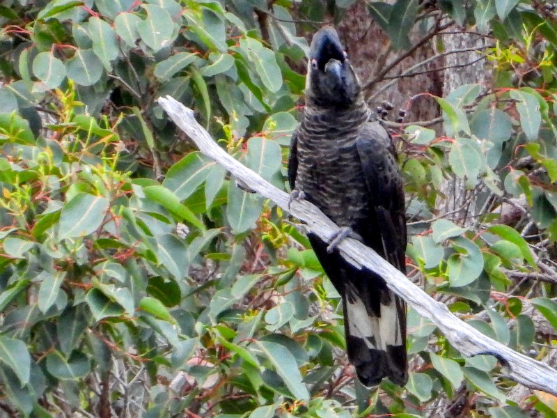 Long-billed Black-Cockatoo (Baudin's)