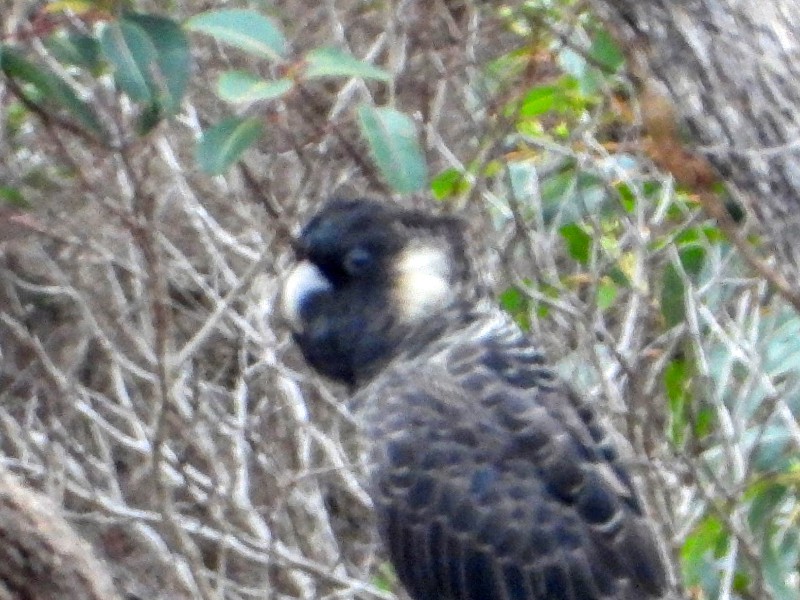 Long-billed Black-Cockatoo (Baudin's)