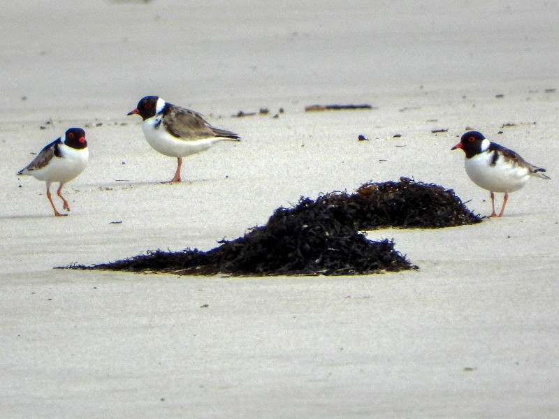 Hooded Plovers