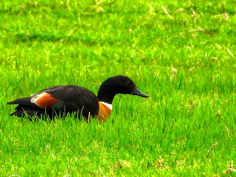 Australian Shelduck