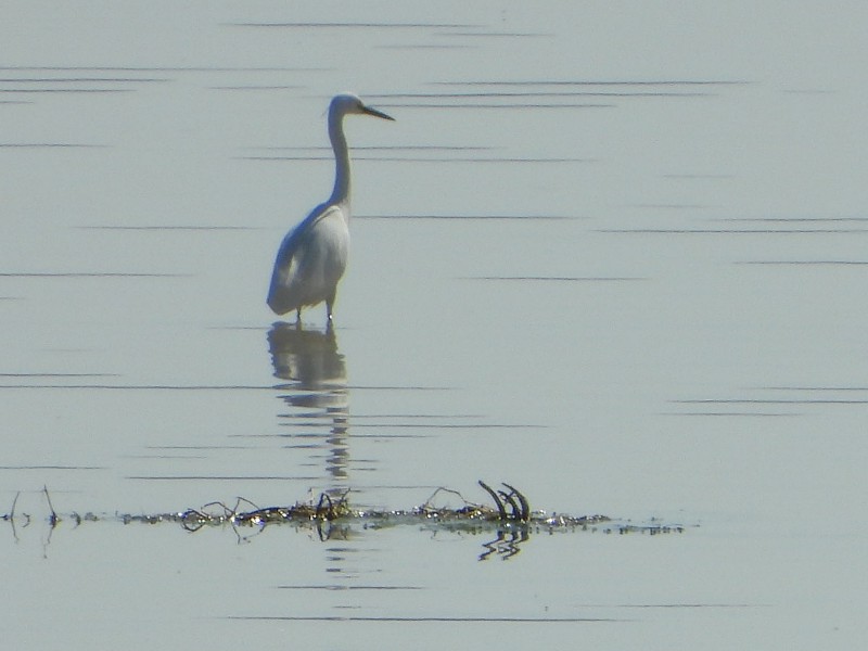 Little Egret (out of range)